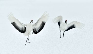 Vinçler dans. Kırmızı taç vinçler (Sceincific adı: Grus japonensis), Japon vinç veya Mançurya Vinçler olarak da adlandırılan, büyük bir Doğu Asya vinç..