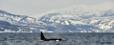 Orca veya katil balina, Orcinus Orca, karla kaplı dağlar arka planda Okhotsk Denizi'nden, seyahat.