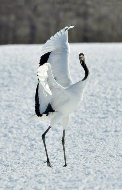 Vinç dans. Kırmızı taç vinç (Sceincific adı: Grus japonensis), Japon vinç veya Mançurya vinç olarak da bilinir, bir büyük Doğu Asya vinç.