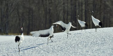 Vinçler dans. Kırmızı taç vinçler (Sceincific adı: Grus japonensis), Japon vinç veya Mançurya Vinçler olarak da adlandırılan, büyük bir Doğu Asya vinç..