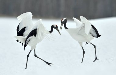 Vinçler dans. Kırmızı taç vinçler (Sceincific adı: Grus japonensis), Japon vinç veya Mançurya Vinçler olarak da adlandırılan, büyük bir Doğu Asya vinç..