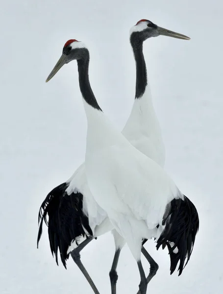 Cranes Dançarinos Grus Japonensis Também Chamado Guindastes Japoneses Guindastes Manchurianos — Fotografia de Stock