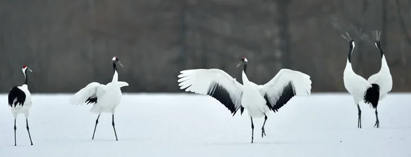 Dancing Cranes. The red-crowned cranes (Sceincific name: Grus japonensis), also called the Japanese cranes or Manchurian cranes, is a large East Asian cranes.