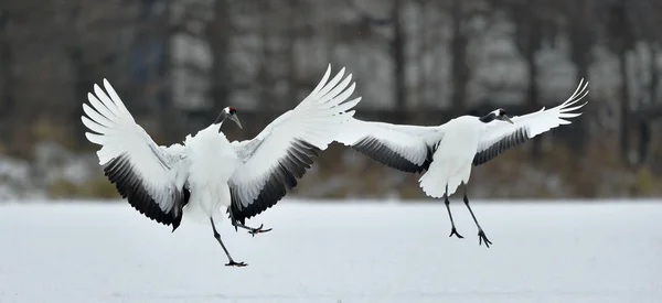 Dancing Cranes. The red-crowned cranes (Sceincific name: Grus japonensis), also called the Japanese crane or Manchurian cranes, is a large East Asian cranes.