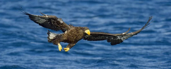 Steller`s sea eagle flying with spread the wings, fishing. Juvenile Steller`s sea eagle (Haliaeetus pelagicus).