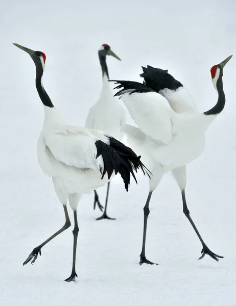 Dancing Cranes. The red-crowned cranes (Sceincific name: Grus japonensis), also called the Japanese cranes or Manchurian cranes, is a large East Asian cranes.