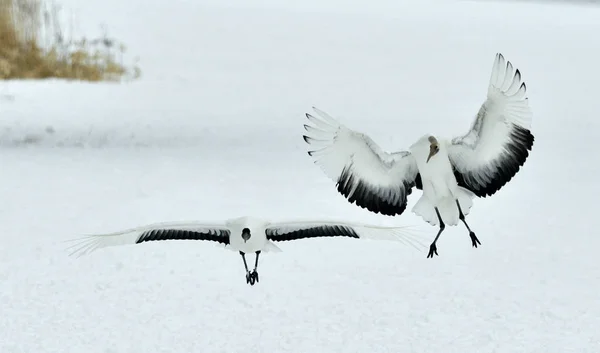 Dancing Cranes. The red-crowned cranes (Sceincific name: Grus japonensis), also called the Japanese crane or Manchurian cranes, is a large East Asian cranes.
