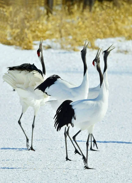 Dancing Cranes. The red-crowned cranes (Sceincific name: Grus japonensis), also called the Japanese cranes or Manchurian cranes, is a large East Asian cranes.