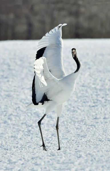 Dancing Crane. The red-crowned crane (Sceincific name: Grus japonensis), also called the Japanese crane or Manchurian crane, is a large East Asian crane.