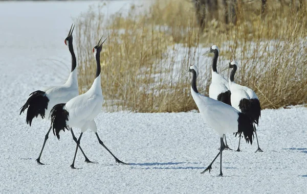 Dancing Cranes. The red-crowned cranes (Sceincific name: Grus japonensis), also called the Japanese cranes or Manchurian cranes, is a large East Asian cranes.