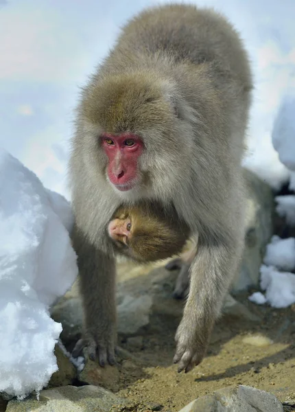 雪猴和幼崽在寒冷的冬天天气中变暖 日本猕猴 Scincific Fuscata 又名雪猴 — 图库照片