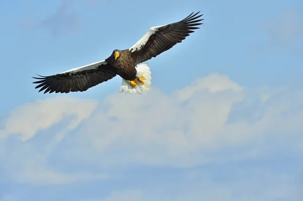 Του Steller Θάλασσα Αετό Πτήση Ενηλίκων Steller Του Sea Eagle — Φωτογραφία Αρχείου