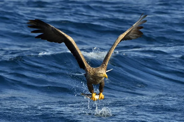 Kuyruklu Kartal Uçuş Balıkçılık Ern Erne Gri Kartal Avrasya Deniz — Stok fotoğraf