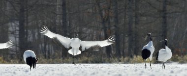 Vinçler dans. Kırmızı taç vinçler (Sceincific adı: Grus japonensis), Japon vinç veya Mançurya vinç olarak da adlandırılan, büyük bir Doğu Asya vinç..