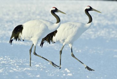 Vinçler dans. Kırmızı taç vinçler (Sceincific adı: Grus japonensis), Japon vinç veya Mançurya Vinçler olarak da adlandırılan, büyük bir Doğu Asya vinç..