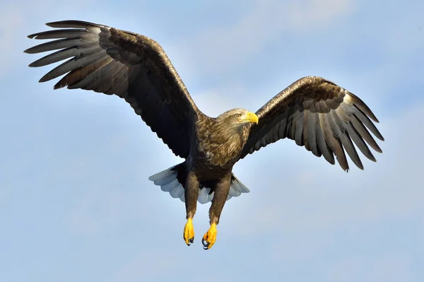 Seeadler Flug Angeln Adleradler Haliaeetus Albicilla Auch Als Seeadler Seeadler — Stockfoto