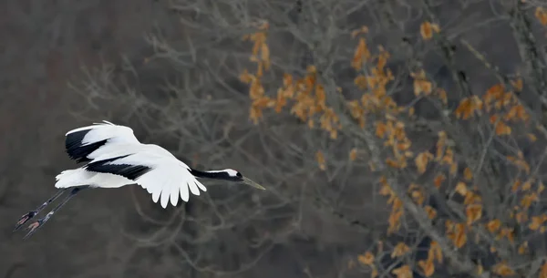 Grue Couronne Rouge Vol Nom Scientifique Grus Japonensis Également Appelé — Photo