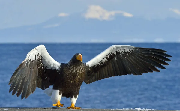 オオワシの羽を広げてください 大人のオオワシ Haliaeetus — ストック写真