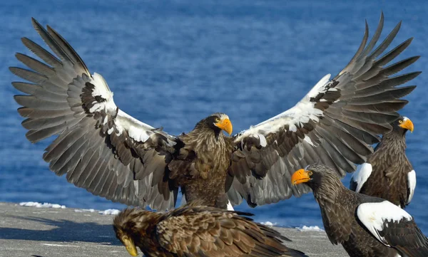 Steller 的海鹰张开翅膀 Steller 的海鹰 吼海梭子蟹 — 图库照片