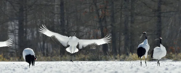 Dancing Cranes. The red-crowned cranes (Sceincific name: Grus japonensis), also called the Japanese cranes or Manchurian crane, is a large East Asian cranes.