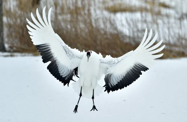 跳舞的起重机 丹顶鹤 Sceincific 鹤丹顶鹤 又称日本鹤或满洲鹤 是一座大型的东亚起重机 — 图库照片