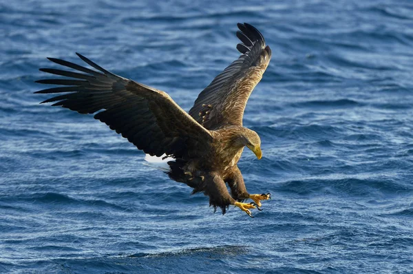 フライトでは オジロワシ釣り アダルト オジロワシ Haliaeetus アマオブネ Ern アーン湖 灰色のワシ ユーラシアの海ワシ — ストック写真