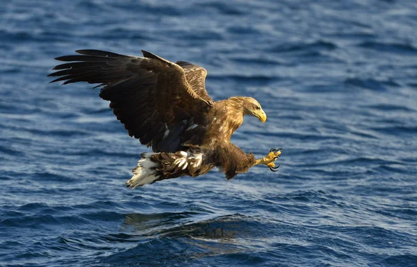 Kuyruklu Kartal Uçuş Balıkçılık Ern Erne Gri Kartal Avrasya Deniz — Stok fotoğraf