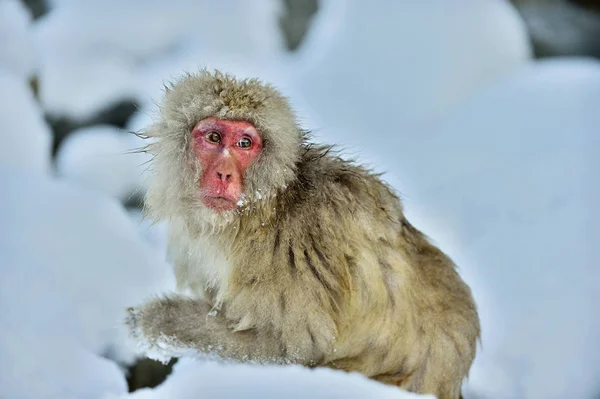 Macaque Japonais Nom Scientifique Macaca Fuscata Également Connu Sous Nom — Photo