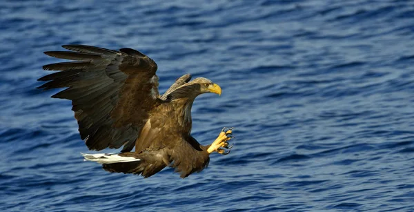 Águia Cauda Branca Voo Pesca Águia Cauda Branca Adulta Haliaeetus — Fotografia de Stock