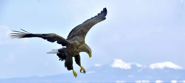 白尾鹰在飞行 成年白尾鹰 Albicilla 也被称为厄 欧亚海鹰和白尾海鹰 — 图库照片