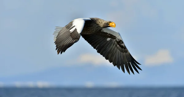 Stellers Zeearend Spreiden Zijn Vleugels Volwassen Stellers Zeearend Haliaeetus Pelagicus — Stockfoto