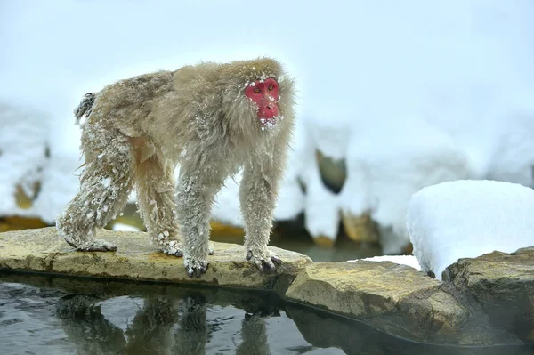 온천에 원숭이입니다 원숭이 과학적인 Macaca Fuscata 원숭이로 알려진 — 스톡 사진