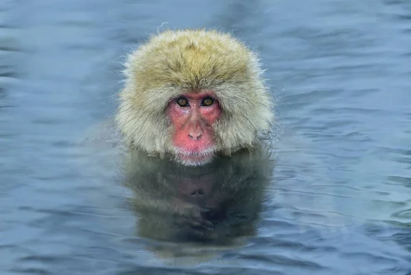 Singe Des Neiges Dans Une Source Chaude Naturelle Macaque Japonais — Photo