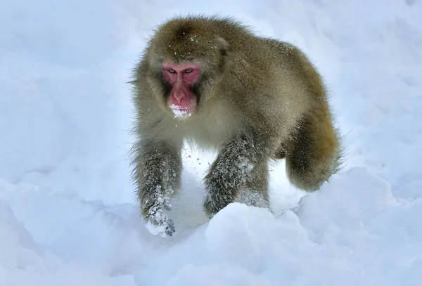ニホンザル ニホンザル 雪猿とも呼ばれる — ストック写真