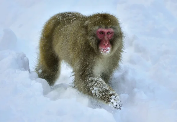 Mono Nieve Macaco Japonés Nombre Científico Macaca Fuscata También Conocido — Foto de Stock