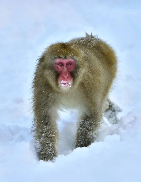 Kar Maymun Japon Makak Bilimsel Adı Macaca Fuscata Kar Maymun — Stok fotoğraf