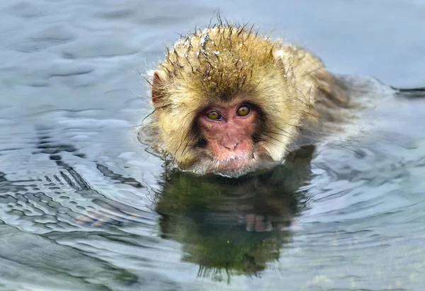 Singe Des Neiges Dans Une Source Chaude Naturelle Macaque Japonais — Photo