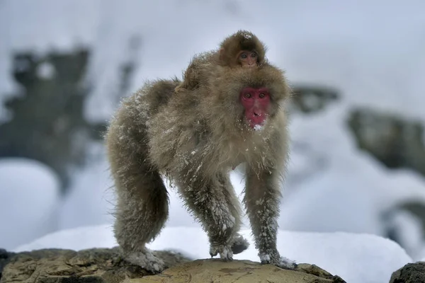 Sníh Opice Mládětem Makak Vědecký Název Macaca Fuscata Také Známý — Stock fotografie