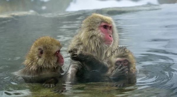 Monos Nieve Aguas Termales Naturales Los Macacos Japoneses Nombre Científico — Foto de Stock