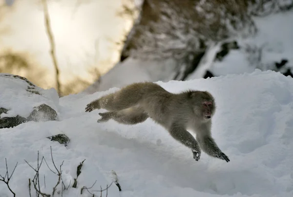 Majom Ugrás Japán Makákó Tudományos Neve Macaca Nyert Fuscata Más — Stock Fotó