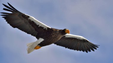 Yetişkin Steller'ın deniz kartal uçuş. Steller'ın deniz Kartal, bilimsel adı: Haliaeetus pelagicus.