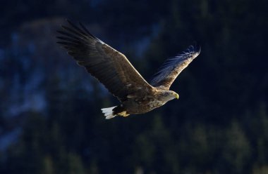 Ak kuyruklu kartal uçuş. Yetişkin Ak kuyruklu Kartal, bilimsel adı: Haliaeetus albicilla, olarak da bilinen ern, erne, gri Kartal, Avrasya deniz kartal ve ak kuyruklu deniz-kartal.