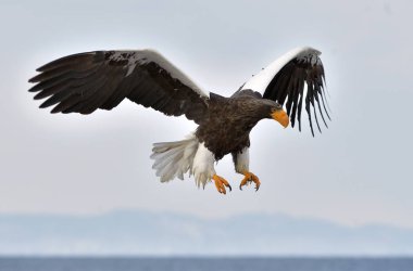 Yetişkin Steller'ın deniz kartal uçuş. Steller'ın deniz Kartal, bilimsel adı: Haliaeetus pelagicus.