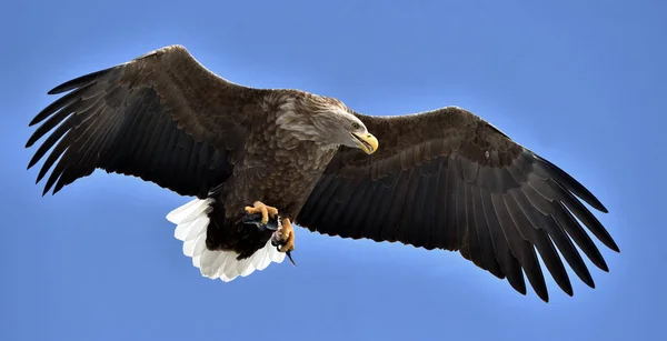 Ausgewachsene Seeadler Flug Blauer Himmel Hintergrund Wissenschaftlicher Name Haliaeetus Albicilla — Stockfoto