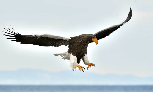 Adult Steller Sea Eagle Flight Steller Sea Eagle Scientific Name — Stock Photo, Image