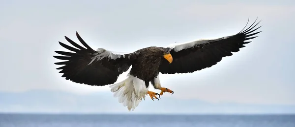 Взрослый Орёл Стеллера Полёте Морской Орел Стеллера Научное Название Haliaeetus — стоковое фото