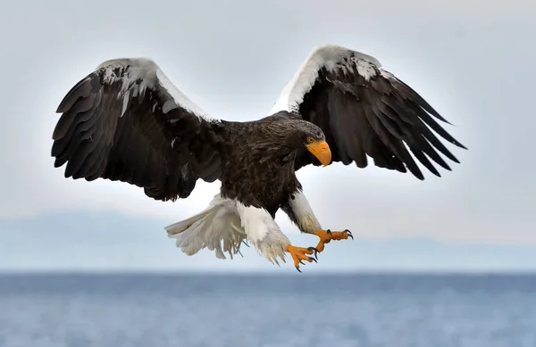 Águila Marina Adulta Steller Vuelo Águila Marina Steller Nombre Científico — Foto de Stock