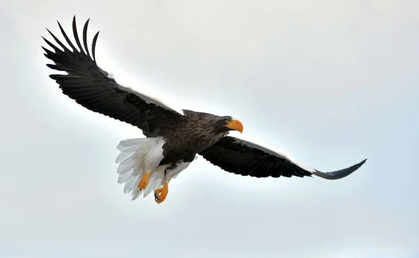 Ενηλίκων Steller Του Sea Eagle Κατά Την Πτήση Του Steller — Φωτογραφία Αρχείου