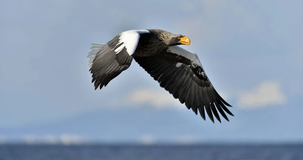 Ενηλίκων Steller Του Sea Eagle Κατά Την Πτήση Του Steller — Φωτογραφία Αρχείου