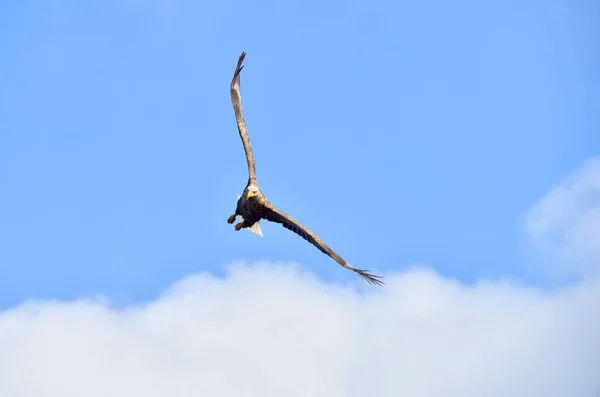 Ausgewachsene Seeadler Flug Blauer Himmel Hintergrund Wissenschaftlicher Name Haliaeetus Albicilla — Stockfoto